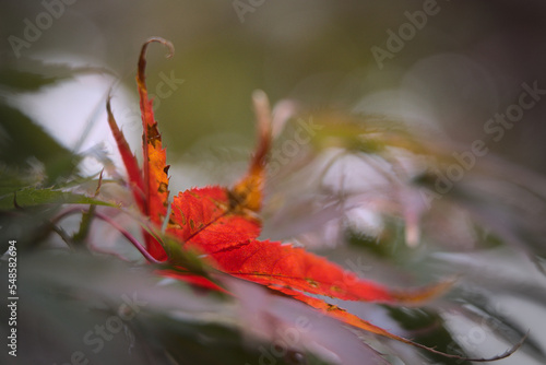 single red Japanese maple leaf
