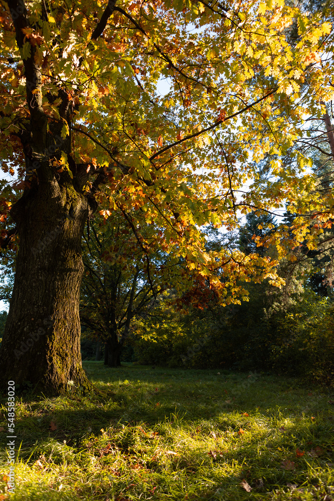 Autumn landscape nature park old oak tree
