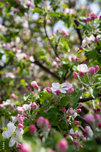 Blooming apple tree spring concept
