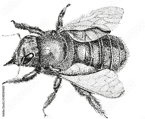 Vintage engraving illustration of a bee. Female carpenter bee. Bumble bee hand-drawn illustration of bumble bee in pointillism style. Woodcut of a bumble bee.