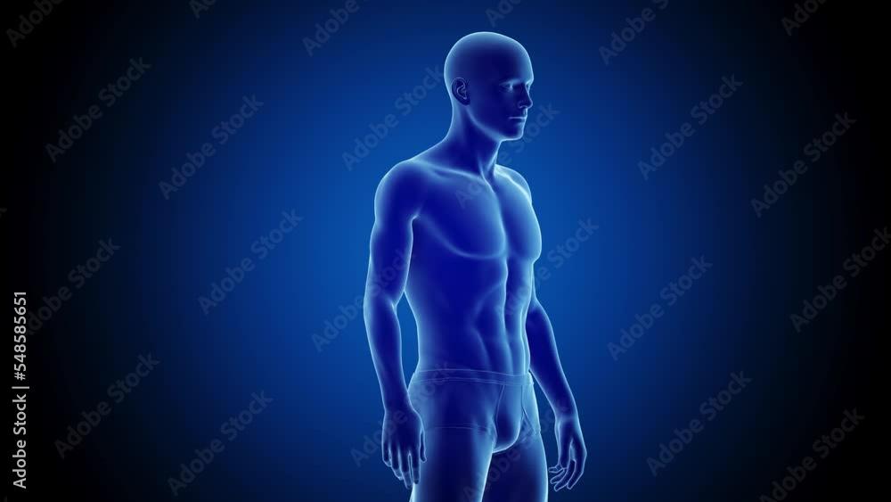 3d rendered medical animation of a man's transformation from an endomorphic body type to a mesomorphic build 3d rendered medical animation of a man's transformation from an endomorphic body type to a mesomorphic build