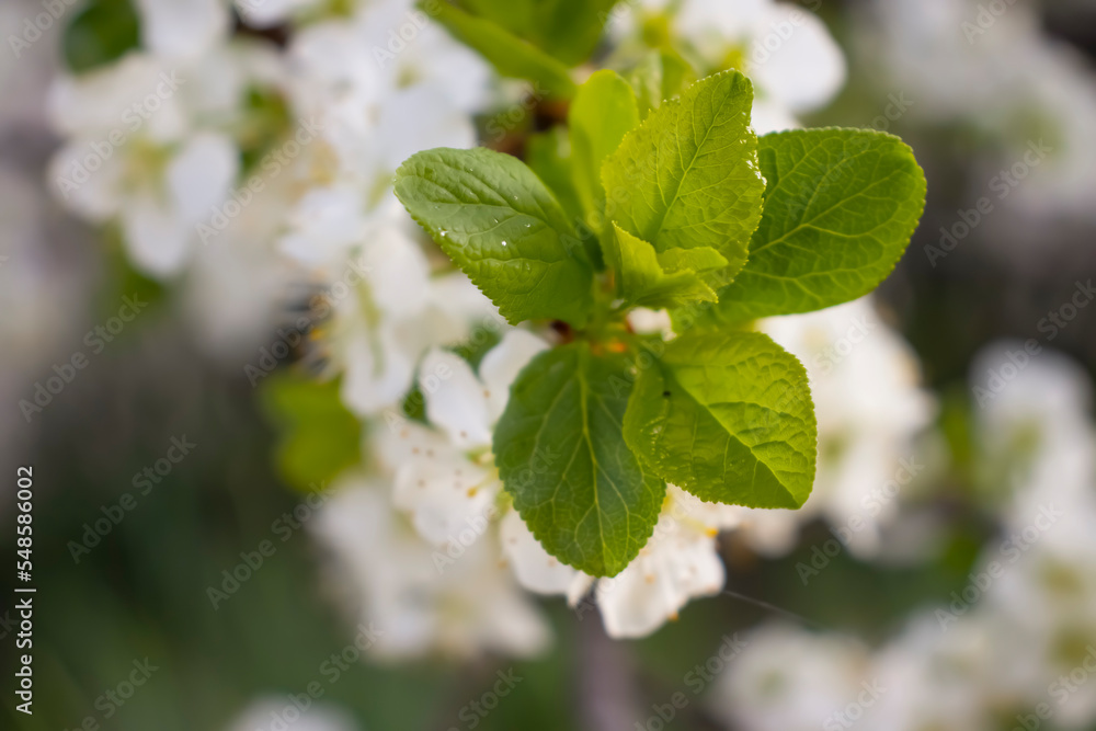 Blooming apple tree branch beautiful background growing Blooming apple tree branch beautiful background growing