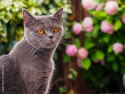 a british shorthair cat in close-up with copy space and green out-of-focus background 