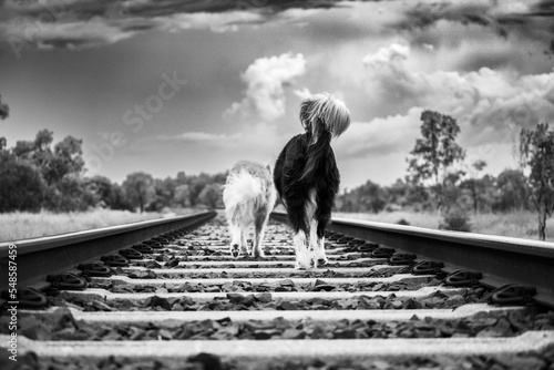 Photography Grayscale of two dogs walking on rocky train rails with dramatic clouds above