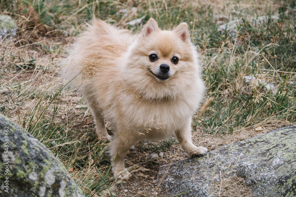Obraz premium A cute cheerful spitz standing on the stones. Happy dog walking in the nature.
