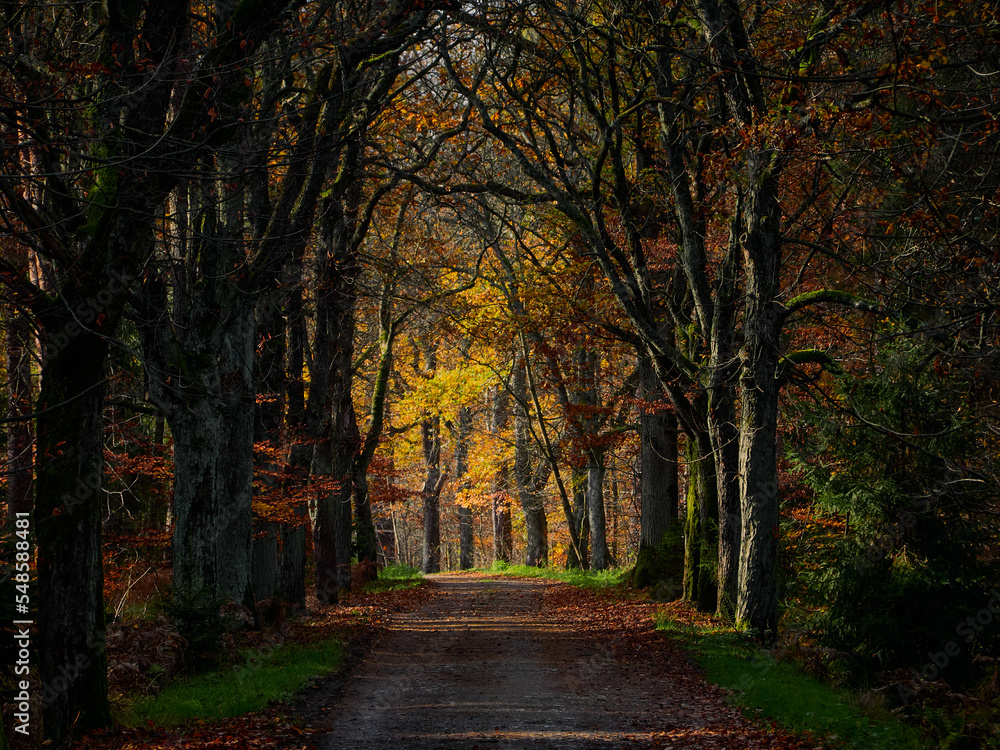 Naklejka premium OLYMPUS DIGITAL CAMERA