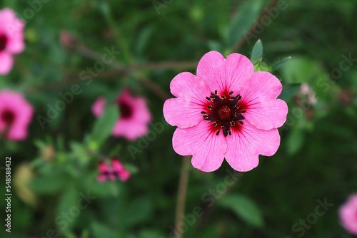 Tableau sur toile Pink Nepal cinquefoil (Potentilla nepalensis) flower in the garden