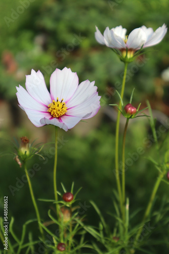 Pink cosmea flower in the garden