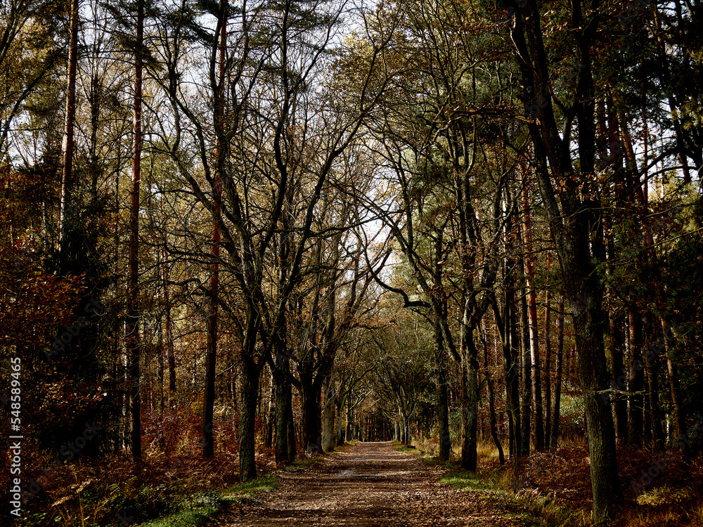 Fototapeta premium OLYMPUS DIGITAL CAMERA