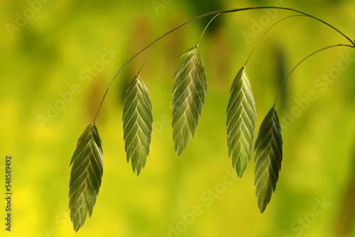 Northern Sea Oat grasses in sunlight with bokeh glowing sunlit background. Botanical name chasmanthium latifolium.