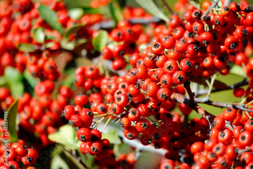 pirakanta red berries photo