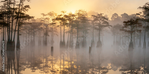 Foggy morning at Cypress Swamp 