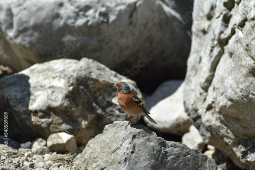 robin on a rock