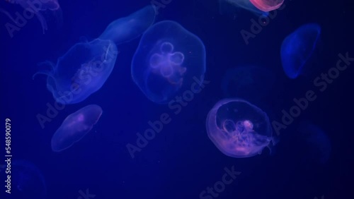 Jellyfish illuminated in blue and pink on blue background. Relax concept. Undersea world. 