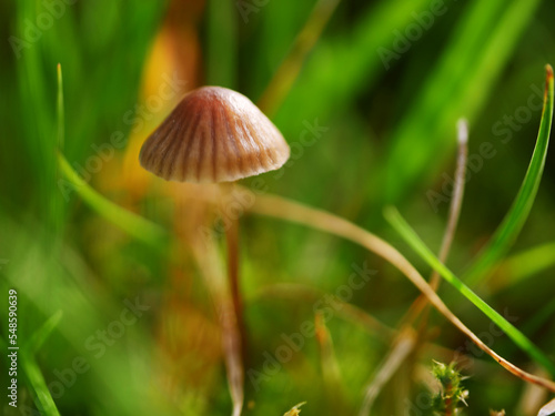 Fungi mushroom growing wild in British countryside 