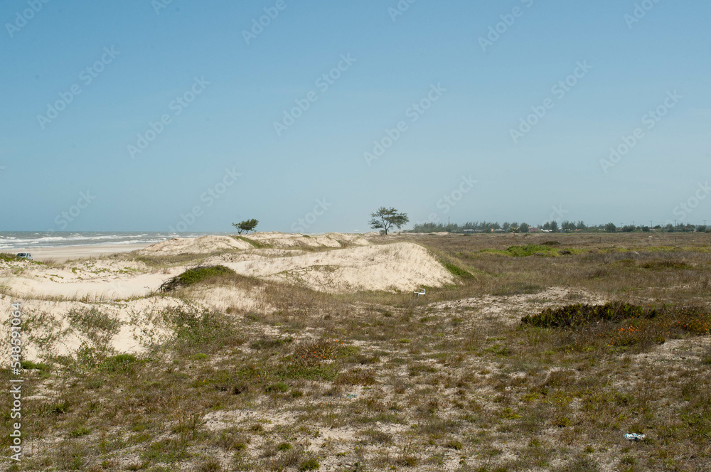 Photograph of a tree in the dunes
