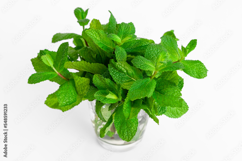 Close up of fresh green mint in a transparent glass. Green leaves on table at white background. Isolated view. Close up of fresh green mint in a transparent glass. Green leaves on table at white background. Isolated view.