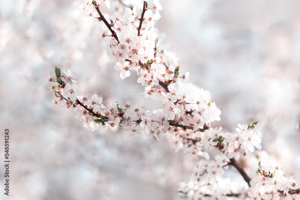 Blossoming cherry tree branches full of fresh light pink and white flowers blooming during spring on blurred background Blossoming cherry tree branches full of fresh light pink and white flowers blooming during spring on blurred background
