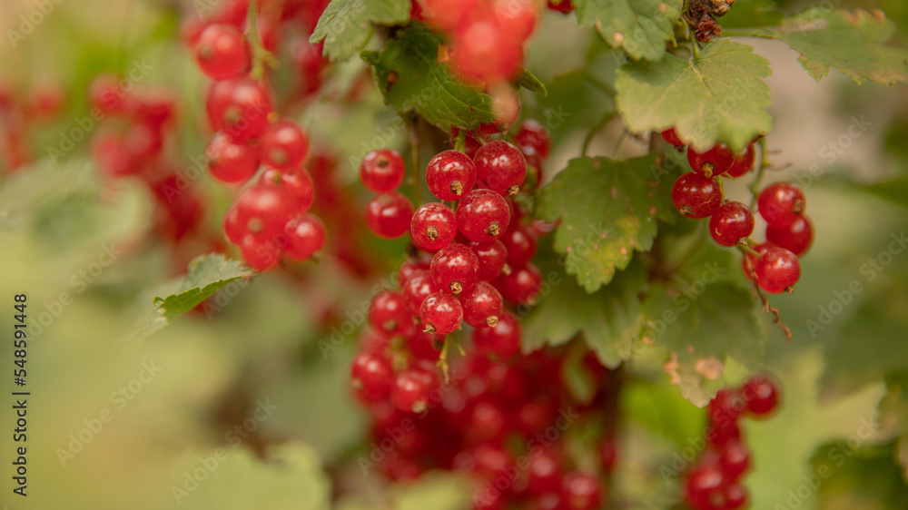 red currant grows on a bush among the green leaves
