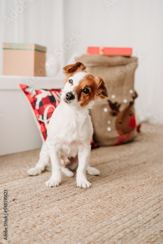 adorable jack russell dog indoor in front of christmas decoration at home