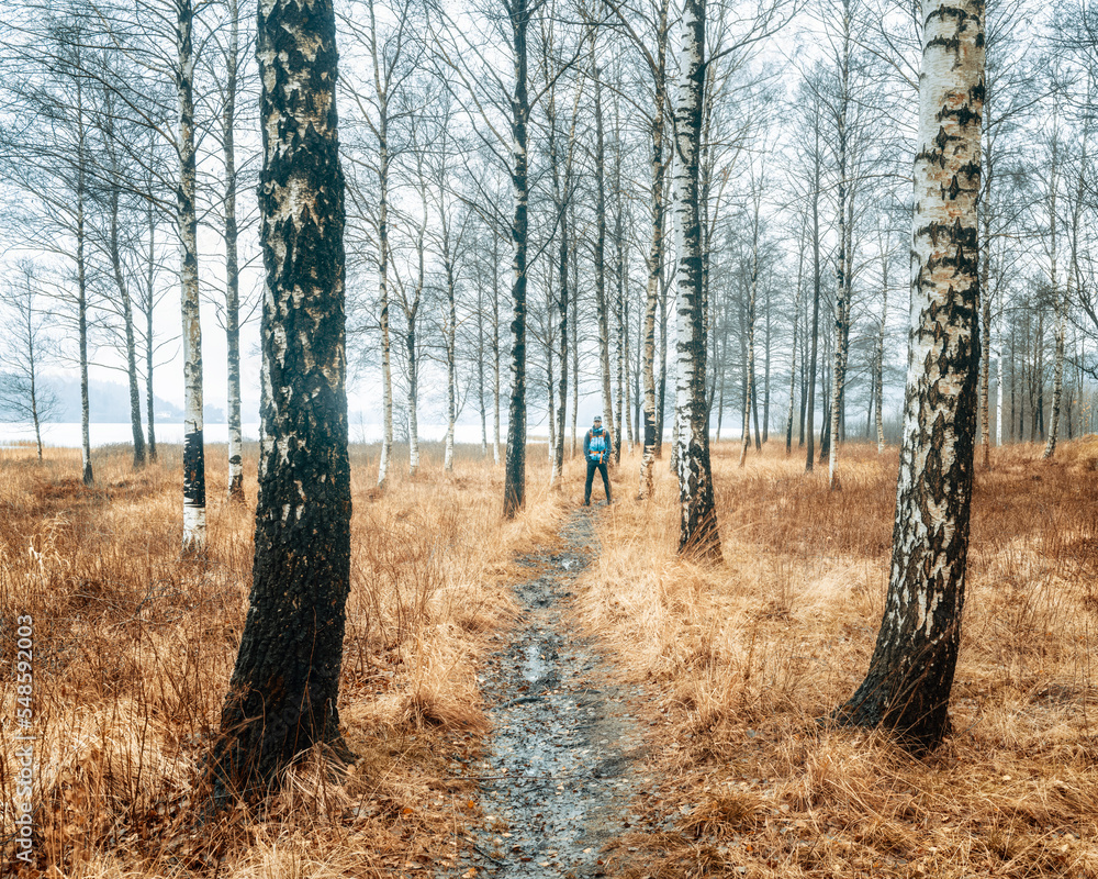 Fototapeta premium Man standing on trail in birch forest