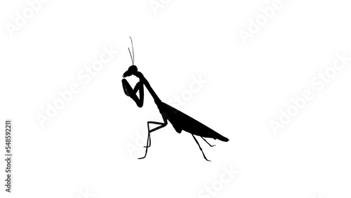 praying mantis silhouette