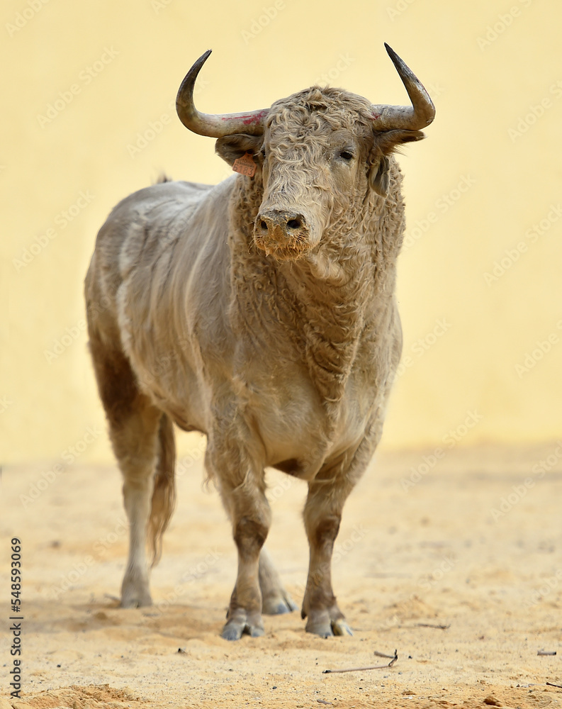 spanish white bull with big horns in spain spanish white bull with big horns in spain