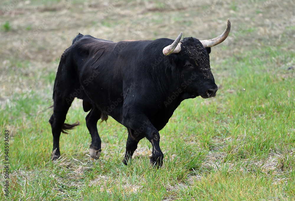 fighting bull with big horns in spain fighting bull with big horns in spain
