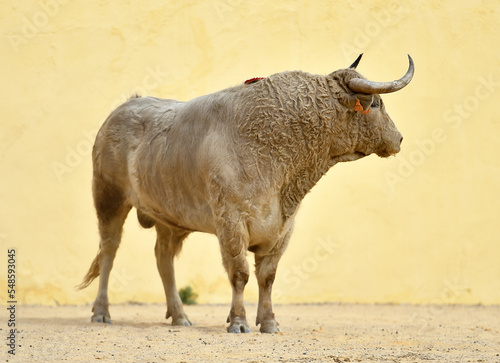 spanish white bull with big horns in spain