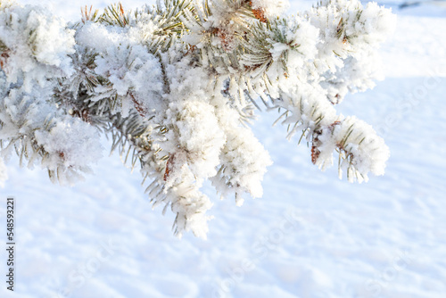 Frosty fir tree with shiny ice frost in snowy forest park. Christmas tree covered hoarfrost and in snow. Tranquil peacful winter nature. Extreme north low temperature, cool winter weather outdoor © Юлия Завалишина