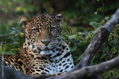 leopard in the zoo