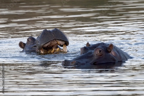 Aggressive hippo. Wild animal in the nature habitat. African wildlife. This is Africa. Namibia. Hippopotamus amphibius.