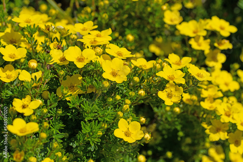 Blühender Fingerstrauch, Potentilla fruticosa, im Frühling