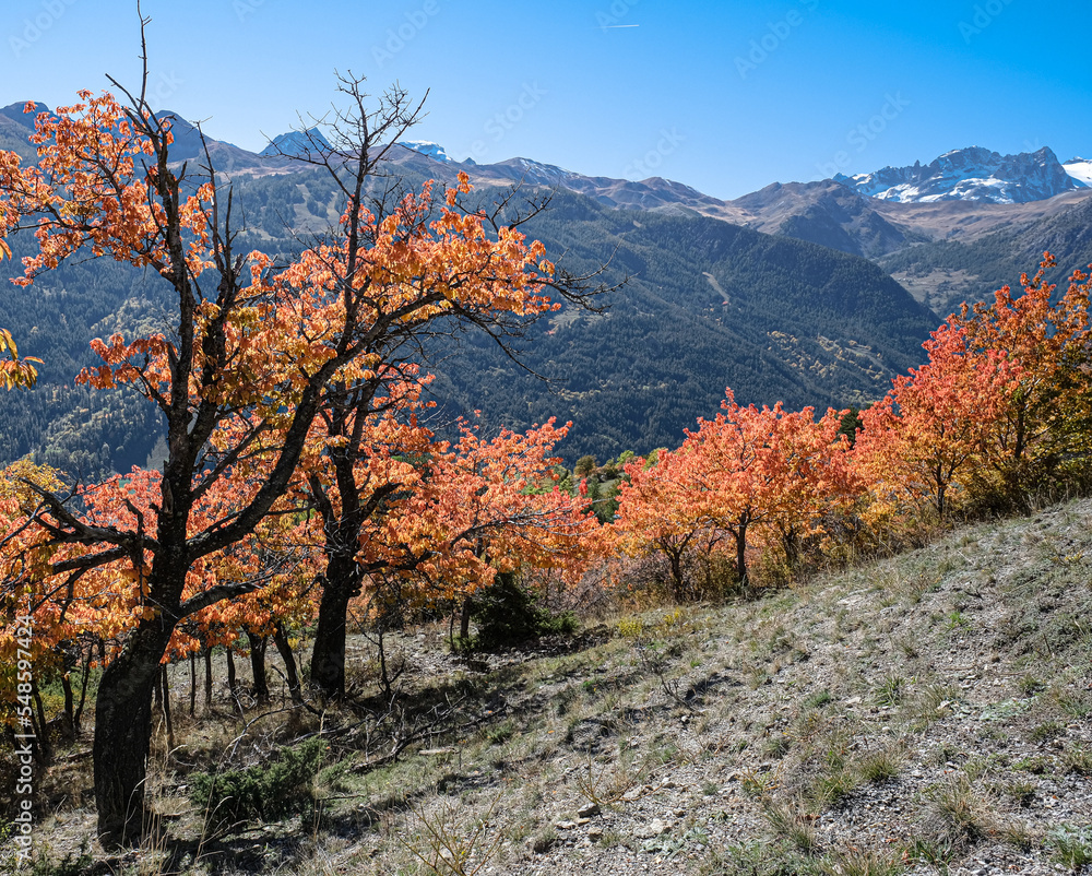 Autumn colors in the mountains near Briancon, Hautes-Alpes, France