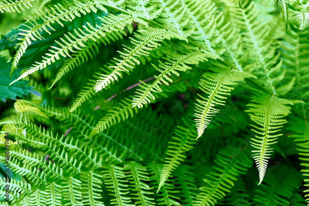 Green summer fern leaf in the forest. Dark vintage background. Green summer fern leaf in the forest. Dark vintage background.