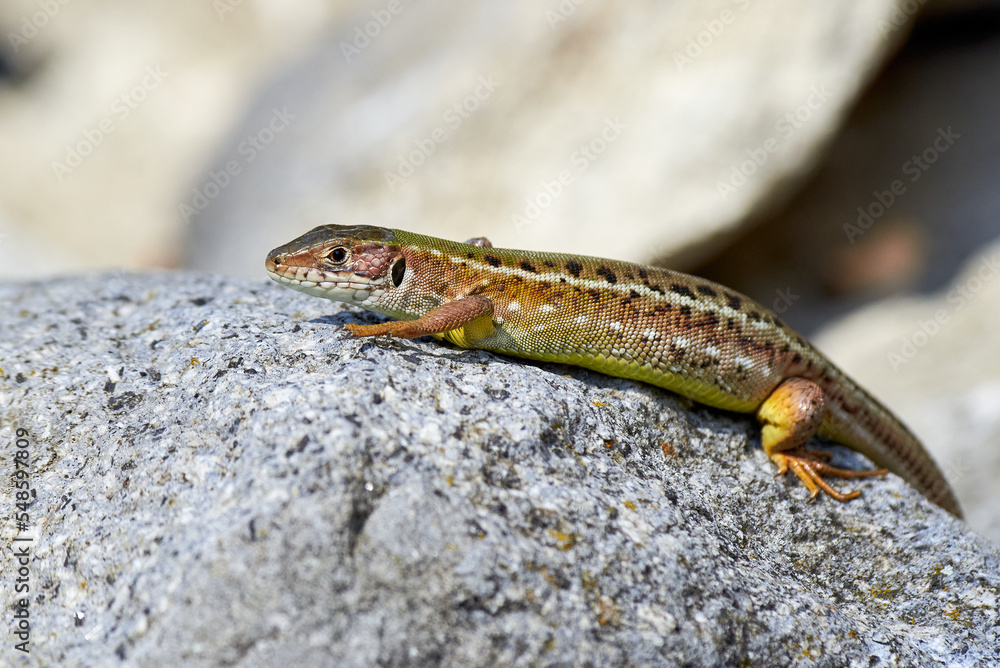 Sand lizard (Lacerta agilis) sun-basking on a rock in the morning