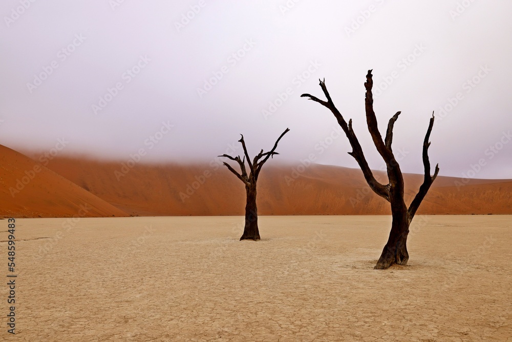 Dead Camelthorn Trees against red dunes and blue sky in Deadvlei, Sossusvlei. Namib-Naukluft National Park, Namibia, Africa Dead Camelthorn Trees against red dunes and blue sky in Deadvlei, Sossusvlei. Namib-Naukluft National Park, Namibia, Africa