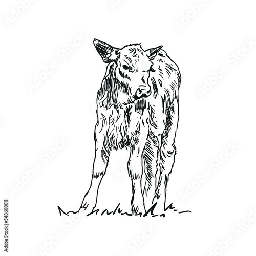 calf - farm animal, hand drawn illustration