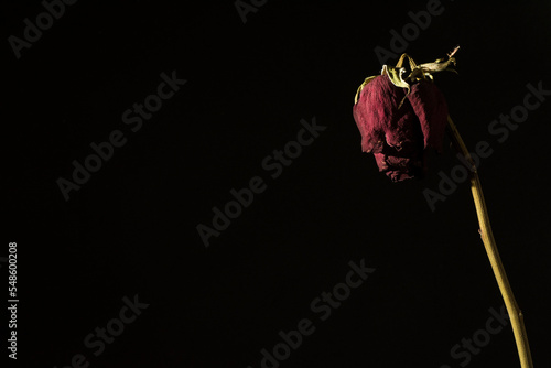 Rosa seca por el tiempo