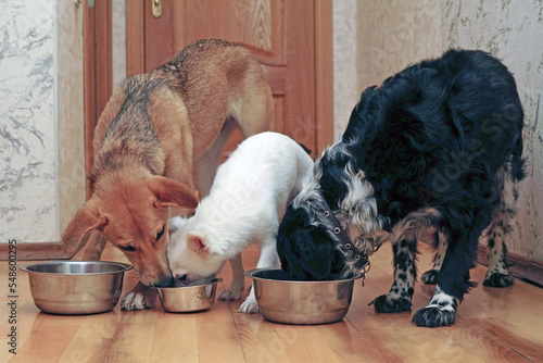 Three different dogs eat food from their bowls. Feeding