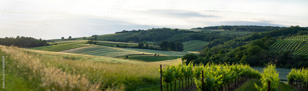 panorama of austrian cornfields with natural forest in the background