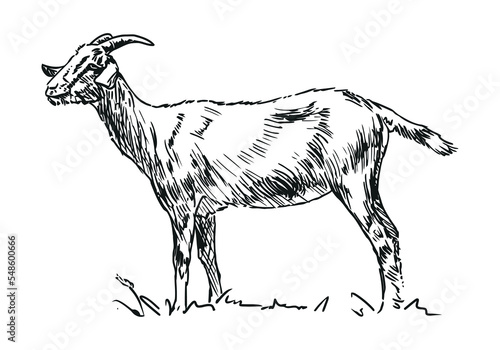 goat - farm animal  hand drawn illustration