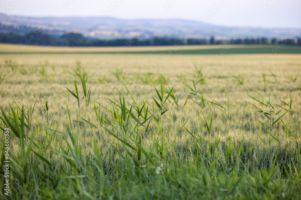 Obraz premium close up shot of the field with single green blades of grass sticking out