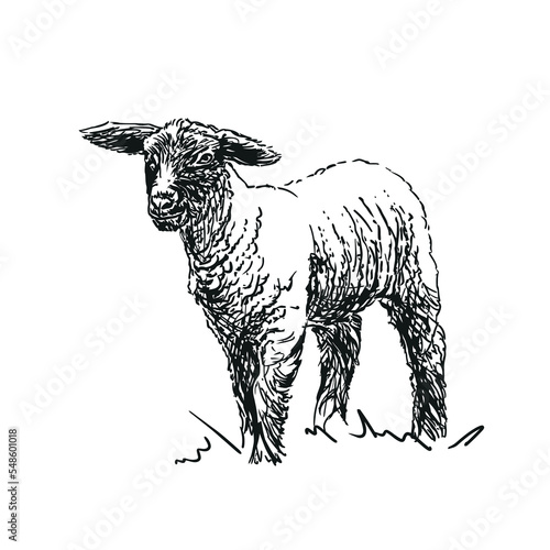 lamb - farm animal, hand drawn illustration