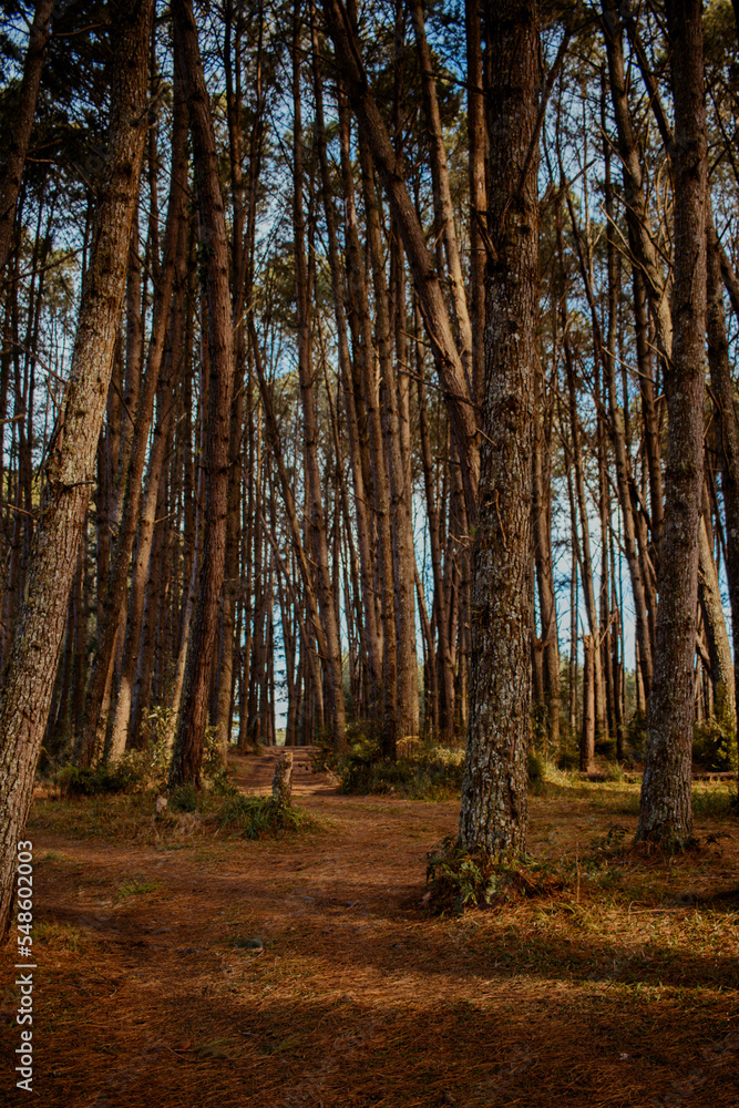 forest in autumn