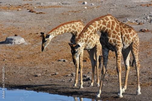 Trinkende Giraffen am Wasserloch Chudop im Etoscha Nationalpark in Namibia.
