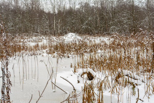 Fototapeta Naklejka Na Ścianę i Meble -  Swampy area dammed with beavers. The house of beavers near dry reeds and frozen water is covered with snow. Forest landscape on an overcast winter day