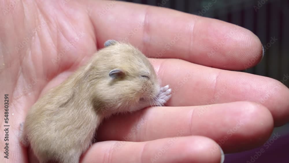 a small and cute red hamster in hands. taking care of pets. a small and cute red hamster in hands. taking care of pets.