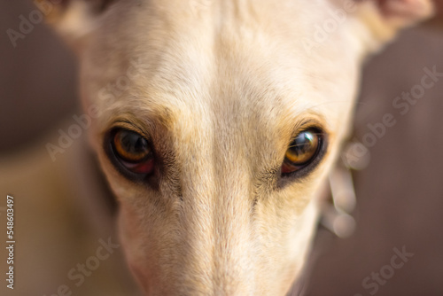Loyal look of a pretty greyhound