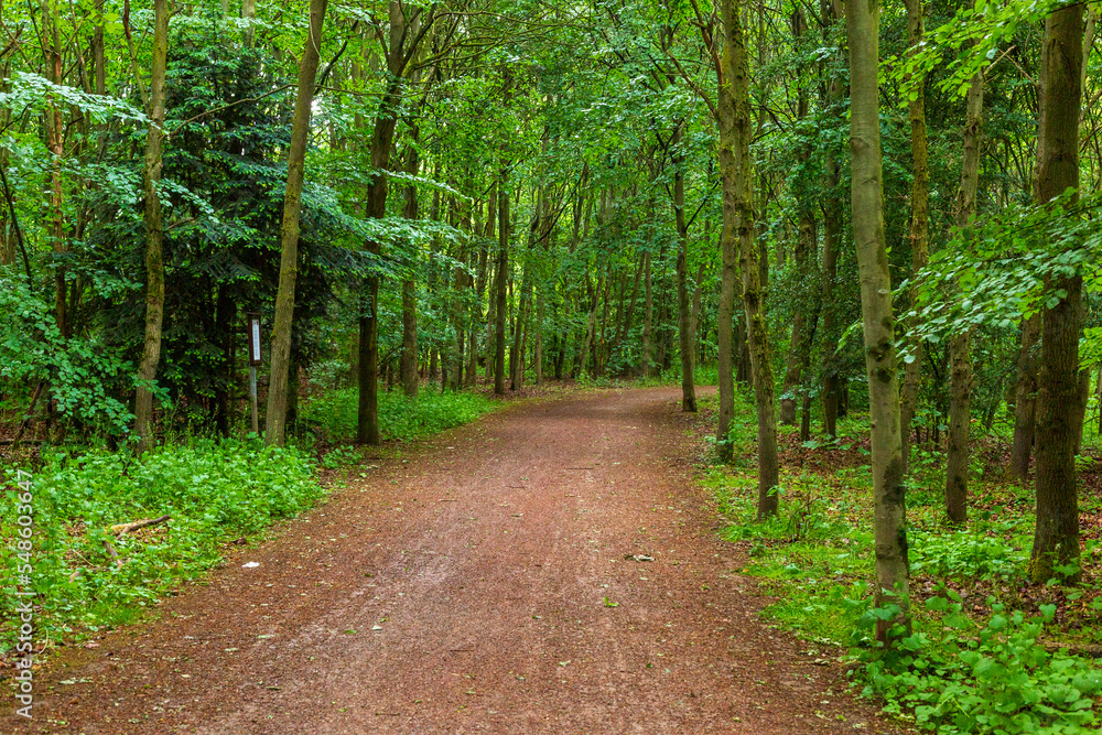 a view of a tree-lined forest road on the first spring day. a view of a tree-lined forest road on the first spring day.
